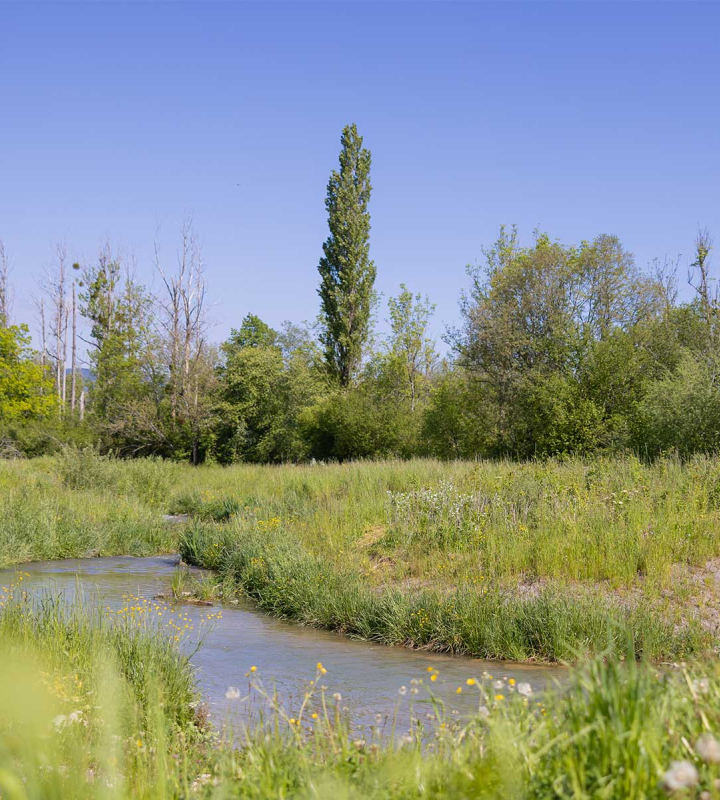 Nature avec un étang, un champ et une haie