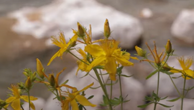 fleurs jaunes