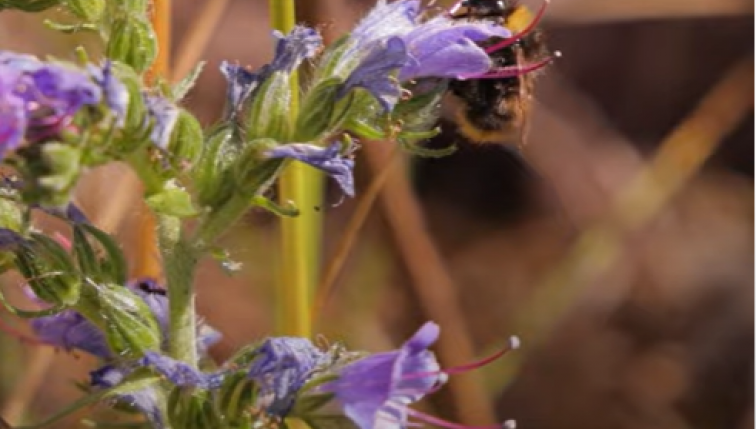 une fleur violette dans toute sa spendeur