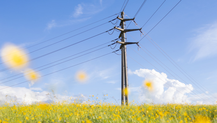 pylone électrique dans champs de fleurs