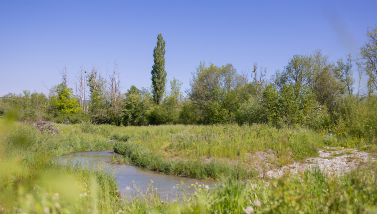 Un petit cours d'eau serpente à travers une prairie verdoyante par une journée ensoleillée. Des arbres et des buissons bordent le ruisseau, ajoutant des touches de vert varié sous un ciel bleu clair. Cette scène paisible illustre la beauté naturelle d'un paysage riverain en pleine campagne.