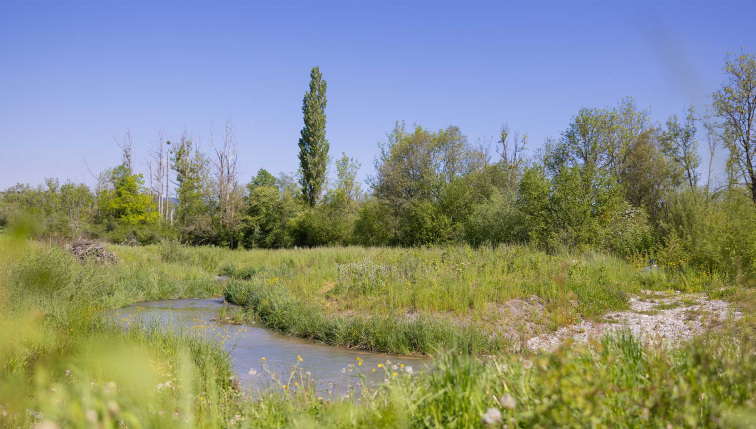 Eine Landschaft mit Teich und Hecke, reich an Artenvielfalt