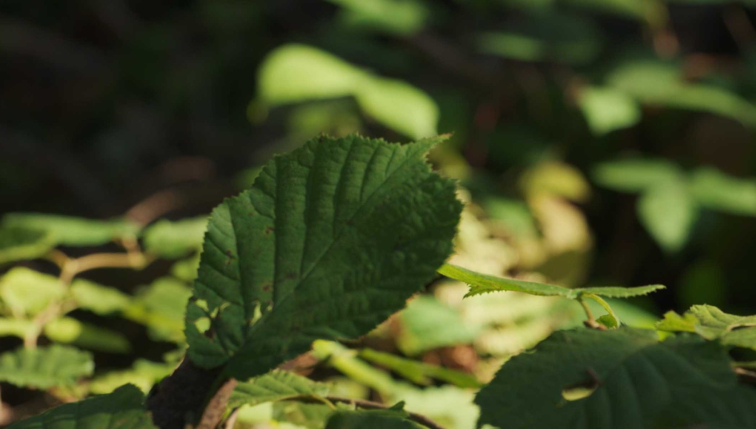 une feuille d'arbre dans une forêt