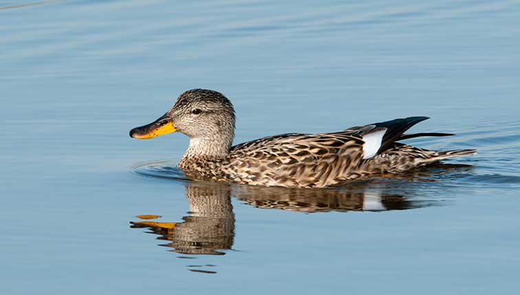 Eine Ente schwimmt auf einem Gewässer