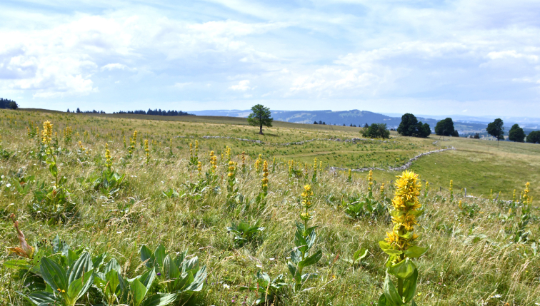 Paysage de prairie ensoleillée avec des gentianes jaunes en fleur, s'étendant sur des collines verdoyantes sous un ciel bleu parsemé de quelques nuages. À l'horizon, des arbres isolés et des collines ajoutent de la profondeur à cette scène naturelle et paisible, illustrant la beauté des paysages champêtres en été.