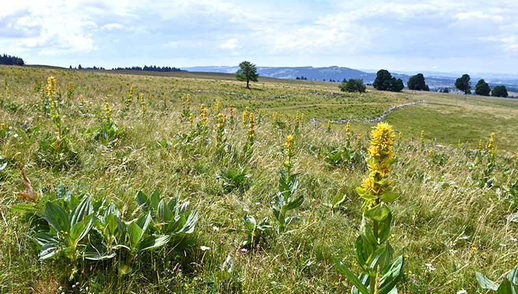 Paysage dans la chaîne du Jura