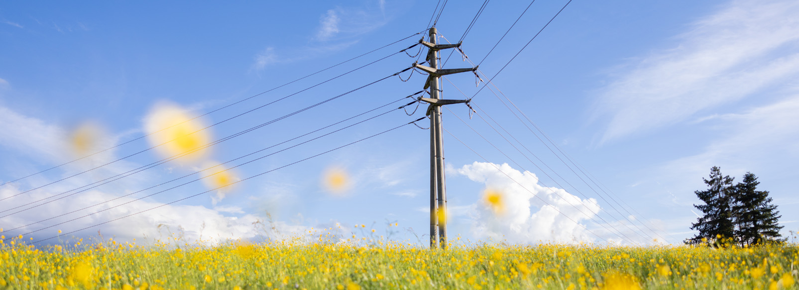 pylone électrique dans champs de fleurs